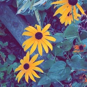 Meet your Posher, Abbie